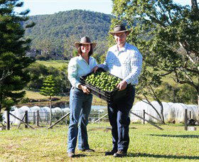 Hinterland Feijoas - Attractions Sydney 0