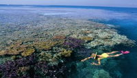 Split Bommie Dive Site