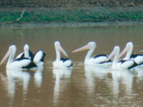Birdsville QLD Attractions Sydney