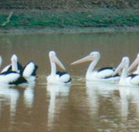 Pelican Point - Attractions Sydney