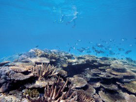 Australian Institute Of Marine Science - Attractions Sydney 0