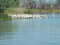 Lake Ross
