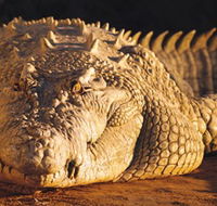 Koorana Crocodile Farm - Attractions Sydney