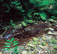 Wompoo Walk - Attractions Sydney