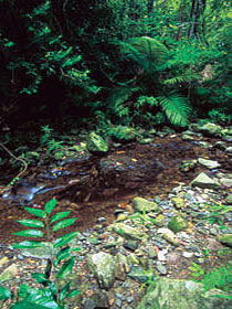 Wompoo Walk - Attractions Sydney 0