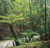 Fraser Island Great Walk - Attractions Sydney