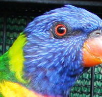 Fraser Coast Wildlife Sanctuary - Attractions Sydney