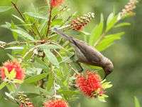 Book Dysart Accommodation Vacations Attractions Sydney Attractions Sydney
