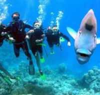 Henderson's Rock Dive Site - Attractions Sydney
