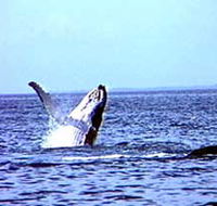 Whale Watching - Attractions Sydney