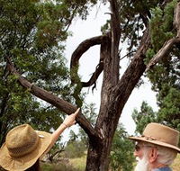 Charleville - Outback Native Timber Walk - Attractions Sydney