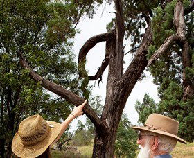 Charleville - Outback Native Timber Walk - Attractions Sydney 0