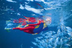 Outer Rocks Dive Site - Attractions Sydney 0