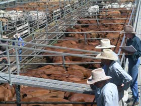 Dalrymple Sales Yards - Cattle Sales - Attractions Sydney 0