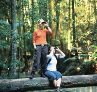 Birdwatching on the Fraser Coast - Attractions Sydney