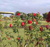 Elizabeth Park Rose Gardens - Attractions Sydney