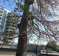 The Leichhardt Tree - Attractions Sydney
