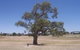 Historic Coolabah Tree - thumb 0