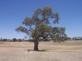 Historic Coolabah Tree - Attractions Sydney 0