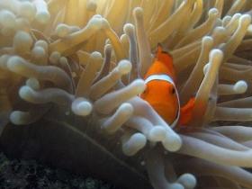Flat Rock Dive Site - Attractions Sydney 0