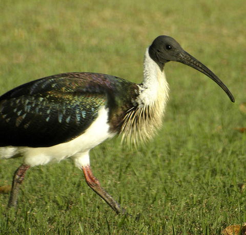 Toowoomba Bicentennial Waterbird Habitat - Attractions Sydney 0