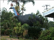 The Big Cassowary