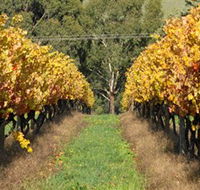 Wild Dog Winery  Restaurant - Attractions Sydney
