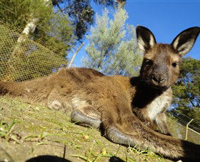 Ballarat Wildlife Park - Attractions Sydney 0