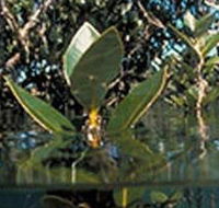 Jawbone Marine Sanctuary - Attractions Sydney