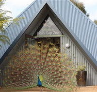 Halls Gap Zoo