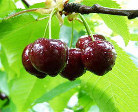Red Hill Cherry Farm - Attractions Sydney 0