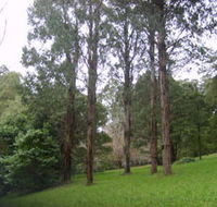Mount Dandenong Arboretum - Attractions Sydney