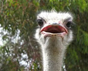 The Vault - Hastings Ostrich Farms & Crown Exotic Leather - Attractions Sydney 0