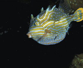Mornington Peninsula VIC Attractions Sydney