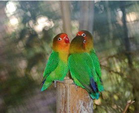 Ballarat Bird World - Attractions Sydney 0