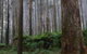 Kinglake National Park - thumb 0