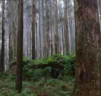 Kinglake National Park - Attractions Sydney