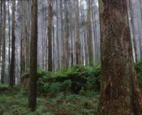 Book Kinglake Accommodation Vacations Attractions Sydney Attractions Sydney