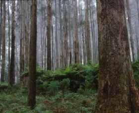 Kinglake National Park - Attractions Sydney 0