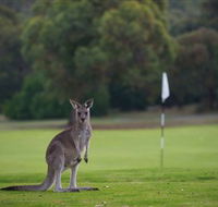 Anglesea Golf Club - Attractions Sydney