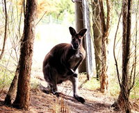 Book Princetown Accommodation Vacations Attractions Sydney Attractions Sydney