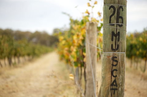 Stanton And Killeen Wines - Attractions Sydney 0