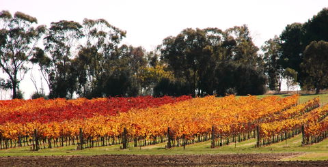 Stanton And Killeen Wines - Attractions Sydney 2
