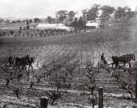 Stanton And Killeen Wines - Attractions Sydney 10