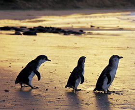 Ventnor VIC Attractions Sydney