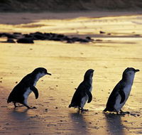 Phillip Island Nature Park - Attractions Sydney