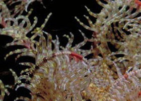 Point Danger Marine Sanctuary - Attractions Sydney 0