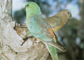 Albacutya VIC Attractions Sydney