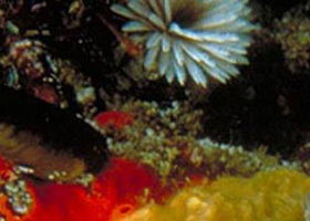 Point Cooke Marine Sanctuary - Attractions Sydney 0