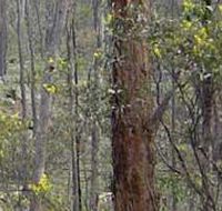 Heathcote-Graytown National Park - Attractions Sydney